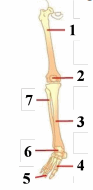 gambar tulang kaki